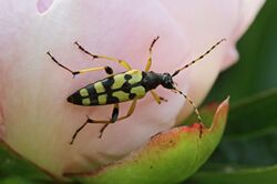 Leptura maculata var. seminotata (2011-05-17) 02.jpg