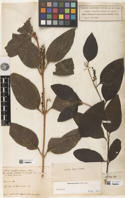 Loranthus occidentalis L., Aublet s.n. MNHN P-P00662816.jpg
