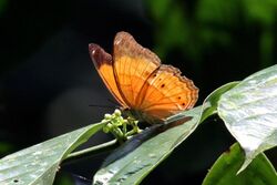 Malay yeoman (Cirrochroa emalea emalea) B.jpg