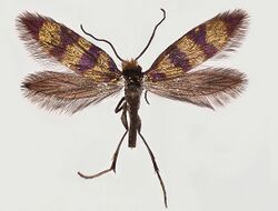 Micropterix gaudiella female.jpg