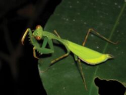 Miomantis preussi (green female) from DNNP, Central African Republic (cropped).jpg