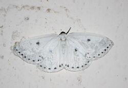 Moth FIROS.jpg