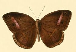 Mycalesis orseis1.JPG