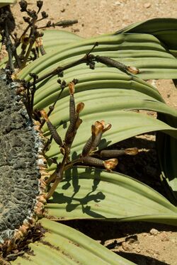 N-welwitschia-2.jpg