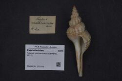 Naturalis Biodiversity Center - ZMA.MOLL.355359 - Fusinus multicarinatus (Lamarck, 1822) - Fasciolariidae - Mollusc shell.jpeg