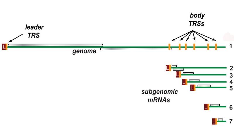 File:Nested subgenomic RNA.jpg