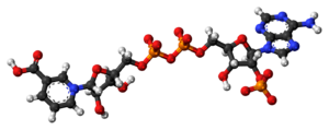 Ball-and-stick model of the NAADP molecule