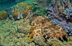 Orectolobus ornatus great barrier reef.jpg