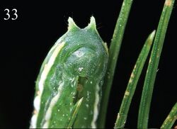 Parasa pygmy larva5.jpg