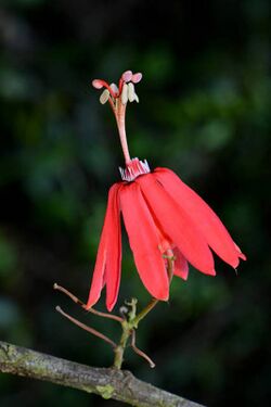 Passiflora glandulosa closeup vertical.jpg