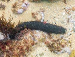 Pepino de mar (Holothuria forskali), isla de Mouro, Santander, España, 2019-08-14, DD 38.jpg