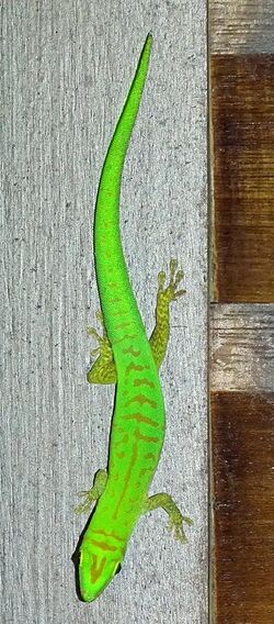 Phelsuma astriata astriata 2015.JPG