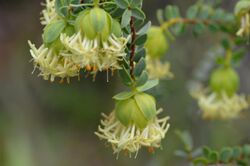 Pimelea sulphurea Kensington DSC 6043 (30121872391).jpg