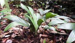 Pinanga subterranea. Mature, fruiting individual, with leaf litter and soil partially removed around base to expose tip of infructescence.jpg