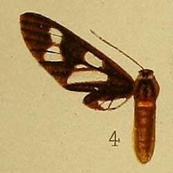 Pl.36-fig.04-Eressa pleurosticta Hampson, 1910.JPG