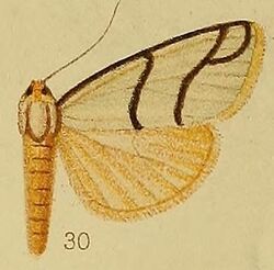Pl.36-fig.30-Anaphosia astrigata Hampson, 1910.JPG