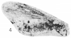 Plecia tulameenensis paratype Rice 1959 pl2 fig4.png
