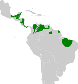 Poecilotriccus sylvia map.svg