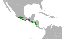 Polioptila albiloris map.svg
