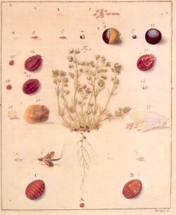 Life cycle of the Polish cochineal in Breyne's "Historia naturalis Cocci Radicum..." (1731)