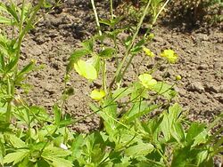 Ranunculus auricomus1.jpg