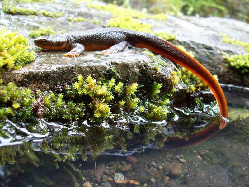 File:Rough-skinned newt.jpg