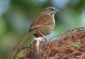 Rusty Sparrow, El Triunfo, Mexico (16583752214) (cropped).jpg