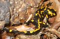 Salamandra salamandra CZ.JPG
