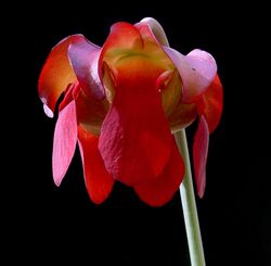 Sarracenia leucophylla flower.jpg