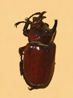 Scarabaeidae - Augosoma centaurus.JPG