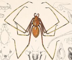 Scytodes longipes (Arachnida. Araneidea and Opiliones II).jpg