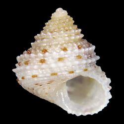 Seashell Calliostoma guphili.jpg