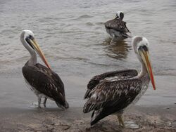 Several Peruvian pelicans in Pan de Azucar National Park in Chile September 2009.jpg