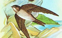 Seychelles swiftlet 1979 stamp (cropped).jpg