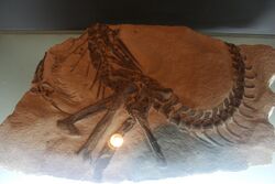 Shenzhousaurus-Geological Museum of China.jpg