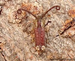 Sophronica apicalis (Pic, 1922) 9 mm Cerambycidae Lamiinae (16056479899).jpg