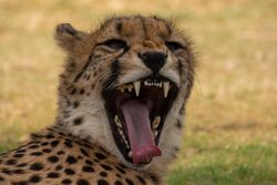 South Africa - Cheetah Experience (48974093898) (cropped).jpg