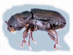 Southern Pine Beetle (Dendroctonus frontalis).jpg