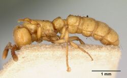 Sphinctomyrmex imbecilis casent0172086 profile 1.jpg