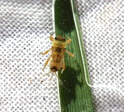 Spiny crawler mayfly, Ephemerella subvaria.jpg