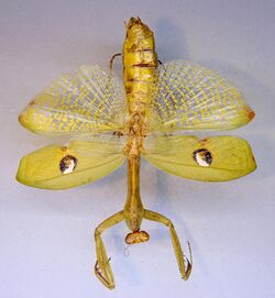 Stagmatoptera hyaloptera TPopp.jpg