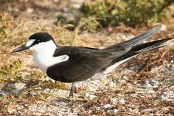 Close-up picture of the sooty tern