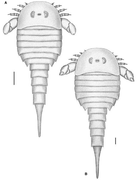 File:Strobilopterus proteus subadult and adult.jpg