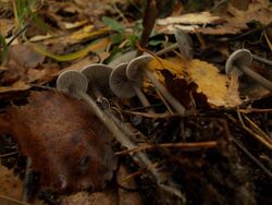 Tephrocybe rancida 369085.jpg