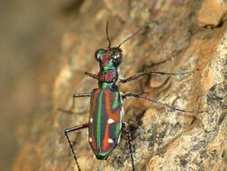 Tiger beetle1.jpg