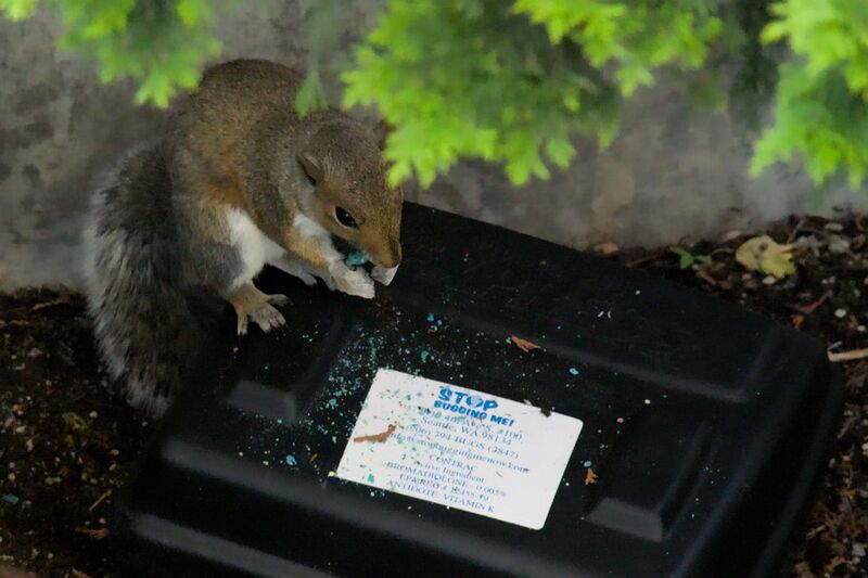 File:Tree squirrel eating bromadiolone tablets from a rodent bait station.jpg