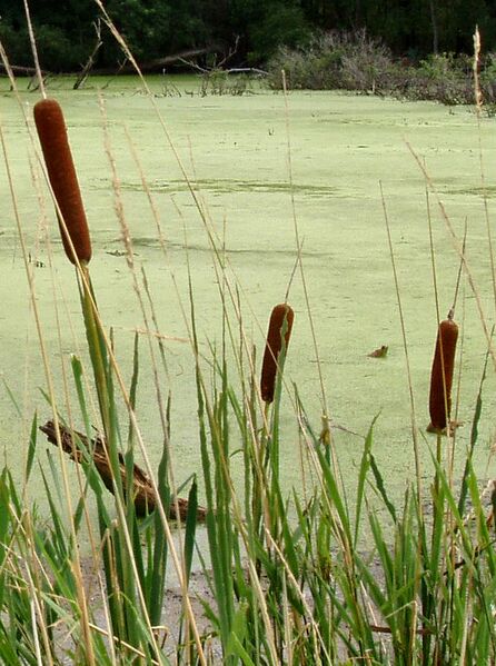 File:Typha-cattails-in-indiana.jpg