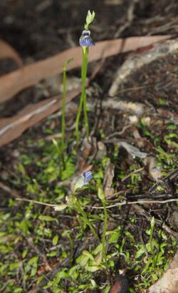 Utricularia caerulea plant.jpg
