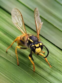 A social wasp, "Vespula germanica"