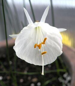 White hoop petticoat daffodil.JPG